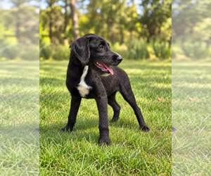 Caleb - Male Miniature Labradoodle Dog for Adoption - Photo #2