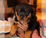Small #10 Rottweiler