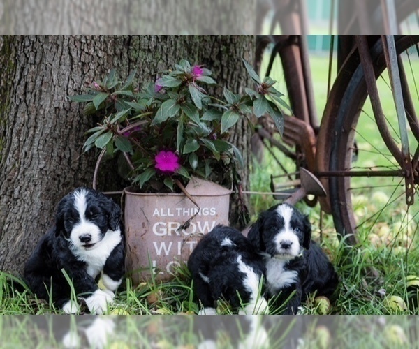 Medium Photo #3 Bernedoodle Puppy For Sale in BRYANT, IA, USA