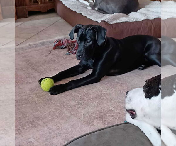 Medium Photo #7 Labrador Retriever-Unknown Mix Puppy For Sale in Huntersville, NC, USA