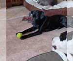 Small #6 Labrador Retriever Mix