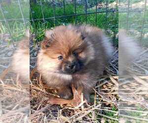 Pomeranian Puppy for sale in BALTIMORE, MD, USA