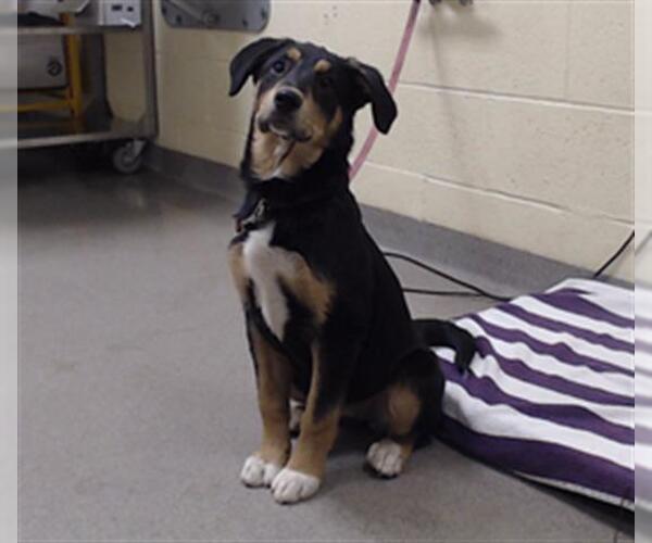 Medium Photo #1 Labrador Retriever-Unknown Mix Puppy For Sale in Denver, CO, USA