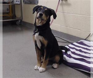 Labrador Retriever-Unknown Mix Dogs for adoption in Denver, CO, USA
