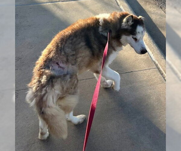 Medium Photo #4 Siberian Husky Puppy For Sale in Omaha, NE, USA