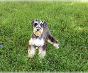 Schnauzer (Miniature) Puppy for sale in SYRACUSE, IN, USA
