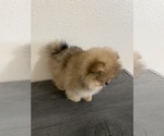 Small Photo #5 Pomeranian Puppy For Sale in CHULA VISTA, CA, USA