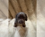 Small #4 Dachshund