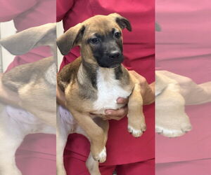 Quan - Male Mutt Dog for Adoption - Photo #3