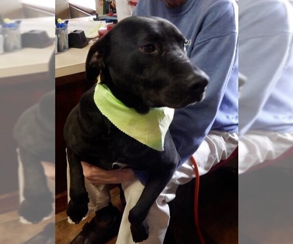 Medium Photo #1 Labrador Retriever-Unknown Mix Puppy For Sale in Amarillo, TX, USA