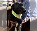 Small Labrador Retriever Mix