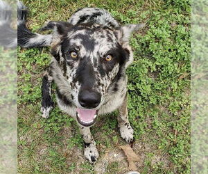 Australian Shepherd-Unknown Mix Dogs for adoption in New Orleans, LA, USA