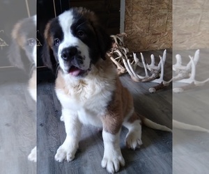 Saint Bernard Puppy for sale in FREDERICKSBURG, OH, USA