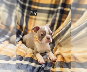 Boston Terrier Puppy for sale in MINERAL WELLS, WV, USA