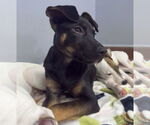 Small #2 Mutt
