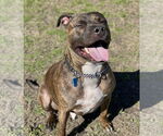 Small #5 American Pit Bull Terrier