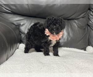 Cavapoo Puppy for sale in CAMPBELLSVILLE, KY, USA