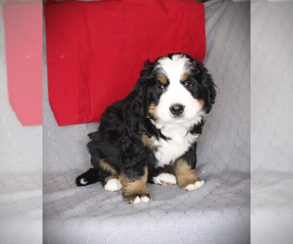 Medium Photo #1 Bernese Mountain Dog Puppy For Sale in BAYARD, NE, USA