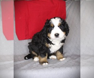 Bernese Mountain Dog Puppy for sale in BAYARD, NE, USA