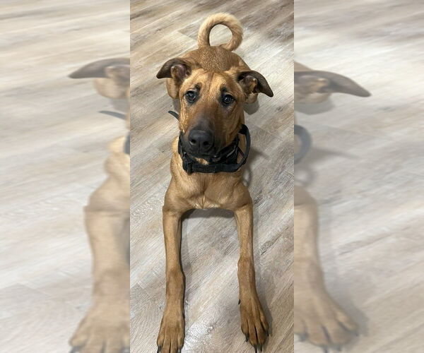 Medium Photo #6 Doberman Pinscher-Unknown Mix Puppy For Sale in Imlay City, MI, USA