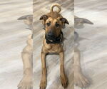 Small #5 Doberman Pinscher Mix