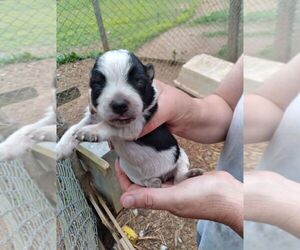 Miniature Australian Shepherd-Texas Heeler Mix Puppy for sale in GRETNA, VA, USA
