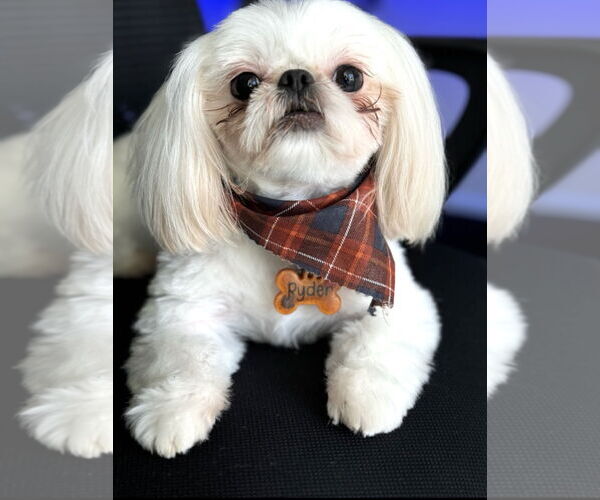 Medium Photo #2 Shih Tzu Puppy For Sale in Weston, FL, USA