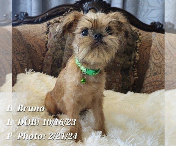 Medium Photo #1 Brussels Griffon Puppy For Sale in TEMPE, AZ, USA