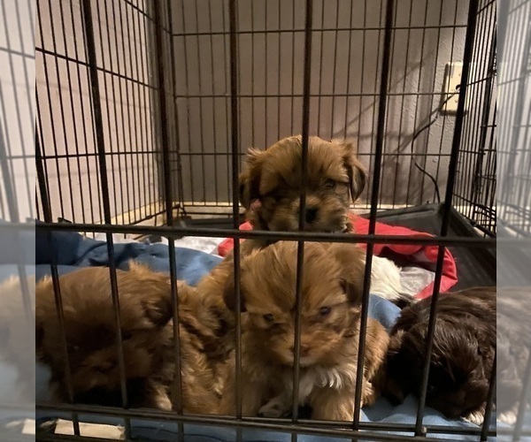 View Ad: Shih Tzu Litter of Puppies for Sale near Texas, KILLEEN, USA ...