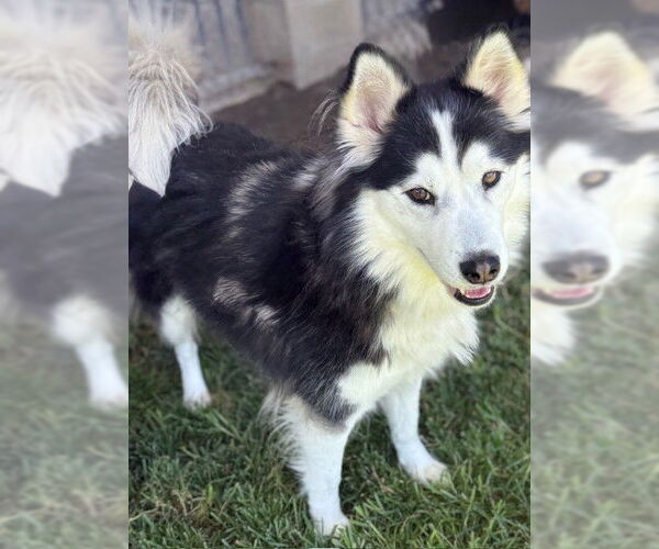 Medium Photo #1 Siberian Husky Puppy For Sale in Riverside, CA, USA