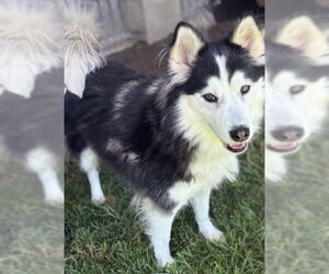 Siberian Husky Dogs for adoption in Riverside, CA, USA