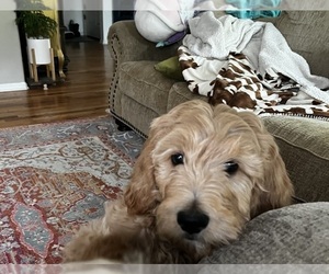 Goldendoodle Puppy for sale in LITTLETON, CO, USA