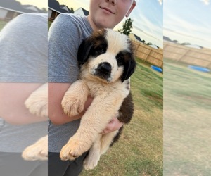 Saint Bernard Puppy for sale in CHESNEE, SC, USA
