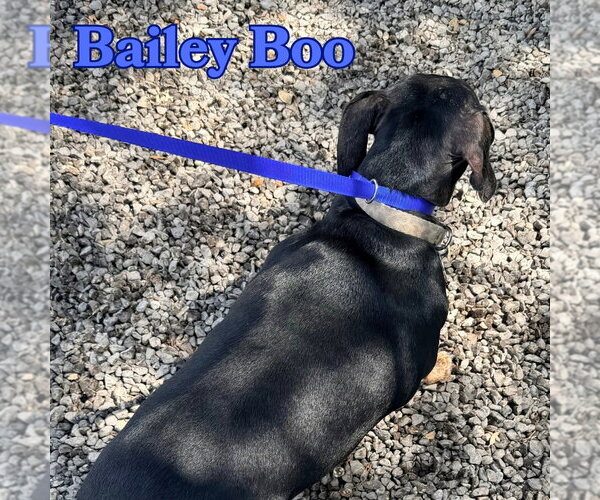 Medium Photo #7 Dachshund Puppy For Sale in San Antonio, TX, USA