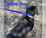 Small Photo #7 Dachshund Puppy For Sale in San Antonio, TX, USA