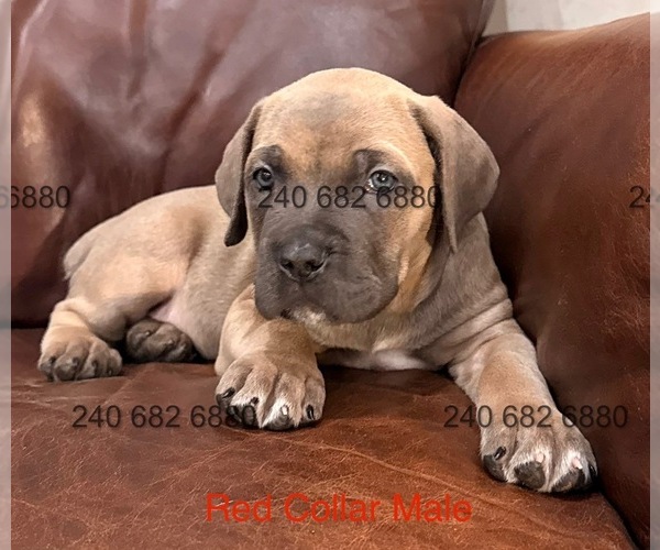 Medium Photo #5 Cane Corso Puppy For Sale in LA PLATA, MD, USA