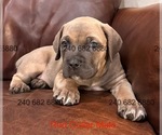 Small #4 Cane Corso