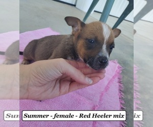 Australian Cattle Dog-Boxer Mix Puppy for sale in CLARKRANGE, TN, USA