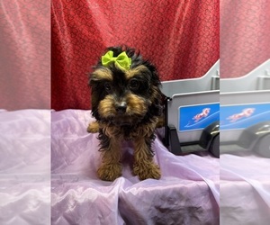 Cavapoo Puppy for sale in LANCASTER, MO, USA