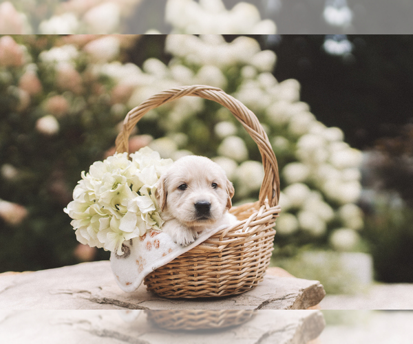 Medium Photo #2 Golden Retriever Puppy For Sale in VERONA, KY, USA