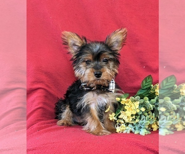 Medium Photo #5 Yorkshire Terrier Puppy For Sale in LINCOLN UNIVERSITY, PA, USA