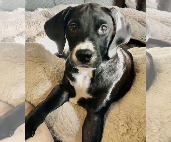 Medium Photo #3 Pointer-Unknown Mix Puppy For Sale in pomfret, CT, USA