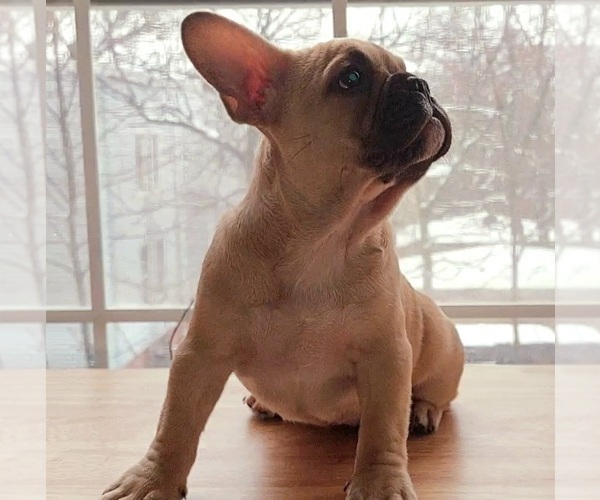 Medium Photo #13 French Bulldog Puppy For Sale in MANHATTAN, NY, USA