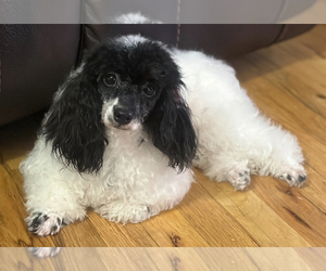 Mother of the Poodle (Toy) puppies born on 06/28/2025