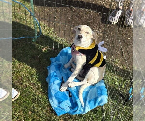 Medium Photo #2 Unknown-Whippet Mix Puppy For Sale in Mundelein, IL, USA
