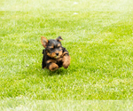 Small #3 Yorkshire Terrier