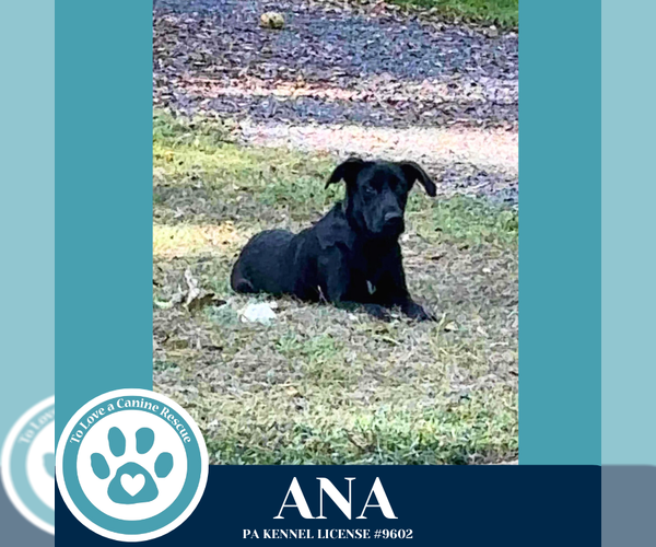 Medium Photo #4 Labrador Retriever-Unknown Mix Puppy For Sale in Kimberton, PA, USA