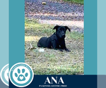 Small #3 Labrador Retriever Mix