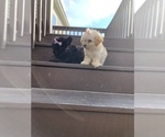 Small Photo #6 Maltipoo Puppy For Sale in KILLEEN, TX, USA