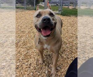 American Bulldog Dogs for adoption in Forestville, MD, USA